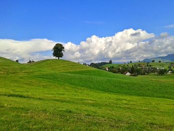 Trees on grassy field against cloudy sky