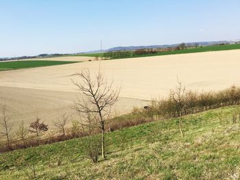 Scenic view of field against clear sky