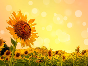 Close-up of sunflower on field against sky