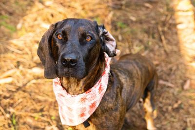 Close-up portrait of dog standing outdoors