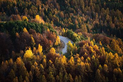 Road in the middle of the forest