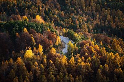 Road in the middle of the forest