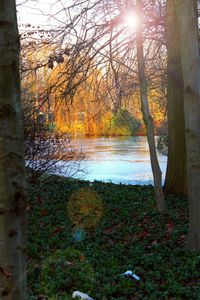 Sun shining through trees in forest