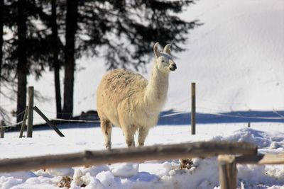 Lama standing on snow covered field against sky