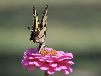 Close-up of butterfly pollinating on pink flower