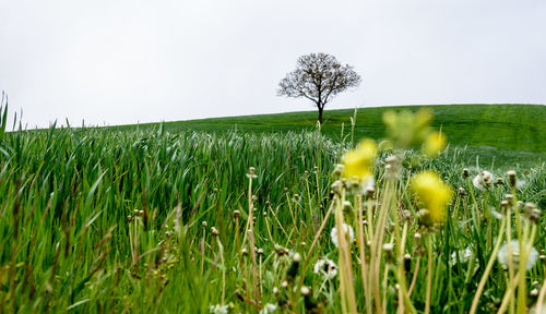 Scenic view of grassy field against sky