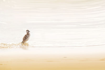 View of a bird on the beach