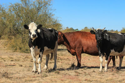 Two cows sta din on a very dry plane of free state 