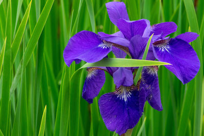 Close-up of purple iris flower