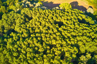 High angle view of yellow plants