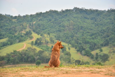 View of a horse on field