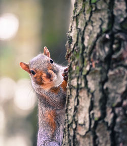 Close-up of squirrel on tree trunk