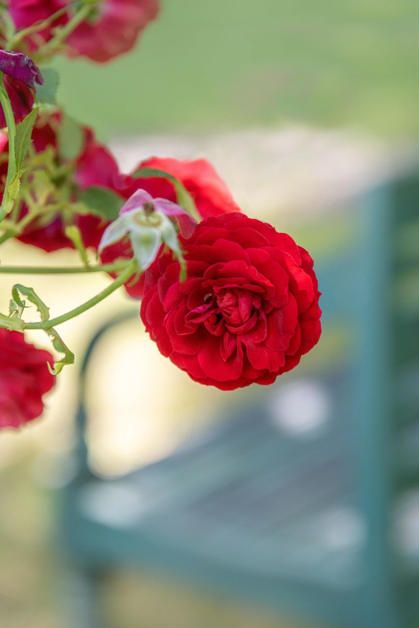 CLOSE-UP OF RED ROSE IN PLANT