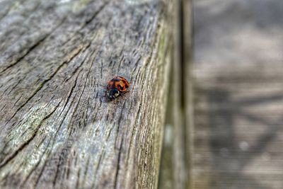 Close-up of ladybug on wood