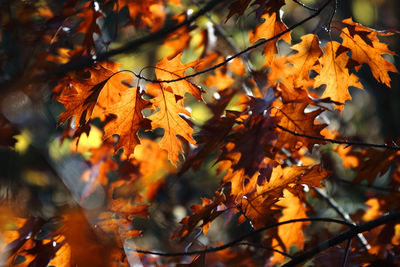 Close-up of maple tree