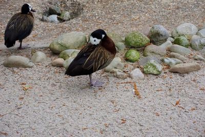 High angle view of mallard duck