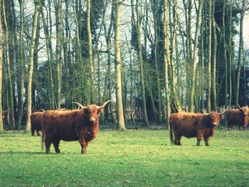 Highland cattle on grassy field against trees