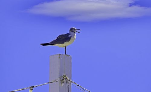 Low angle view of bird perching on blue sky