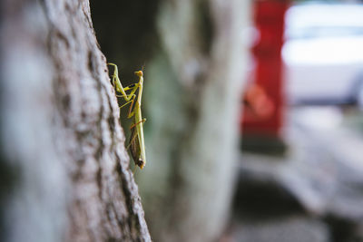Close-up of praying mantis on tree trunk