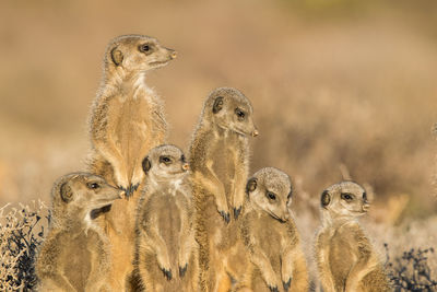 Meerkats on field 
