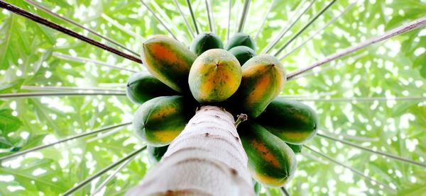 Low angle view of fruits hanging on tree