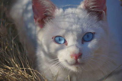 Close-up portrait of cat