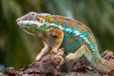 Close-up of lizard