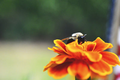 Close-up of bee on flower