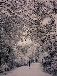 Rear view of person walking on snow covered plants