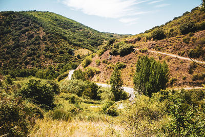 Small road crossing the mountains of pine forests