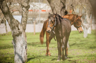 Horses on field