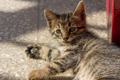 Cat pup looking at the camera