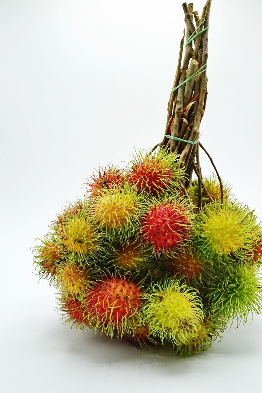 LOW ANGLE VIEW OF BERRIES ON WHITE BACKGROUND