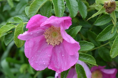 Close-up of wet pink hibiscus blooming outdoors