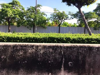 Plants by trees against sky