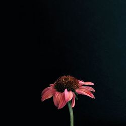 Close-up of pink flower against black background