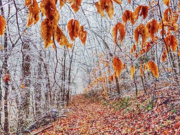 Maple leaves on tree