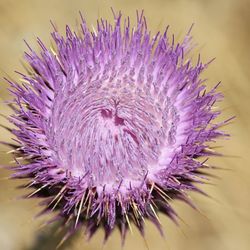 Close-up of thistle flower