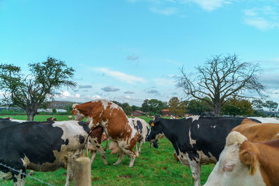 Cows on field against sky