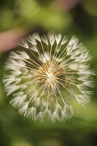 Close-up of dandelion