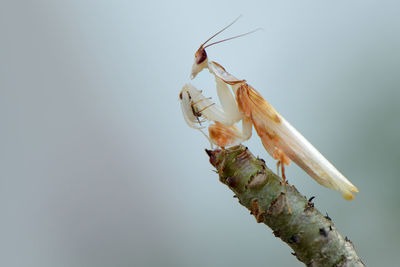 Close-up of insect on plant