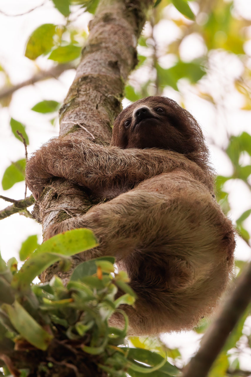 tree, animal themes, animal, plant, mammal, animal wildlife, wildlife, three-toed sloth, nature, branch, sloth, primate, monkey, one animal, leaf, plant part, low angle view, no people, outdoors, ape, relaxation, environment, day, jungle, sleeping, resting, climbing, young animal, travel destinations