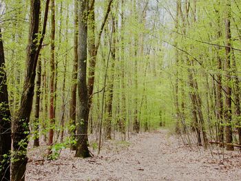 Trees in forest