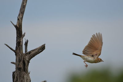 Low angle view of bird flying