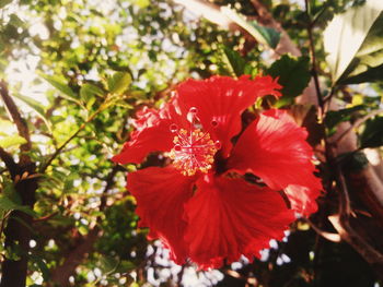 Close-up of red flower