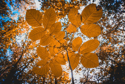 Low angle view of autumnal tree