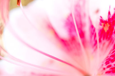 Close-up of pink flower