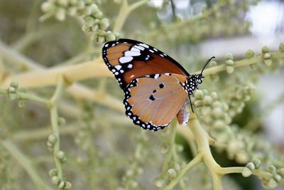 Close-up of butterfly pollinating flower