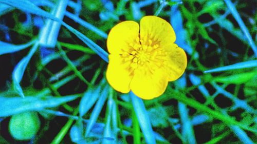 Close-up of yellow flower