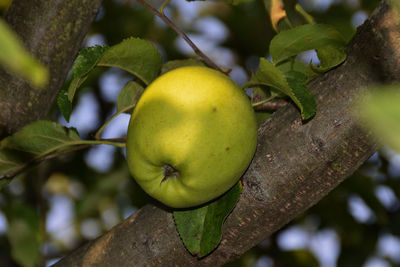 Close-up of fruits on tree